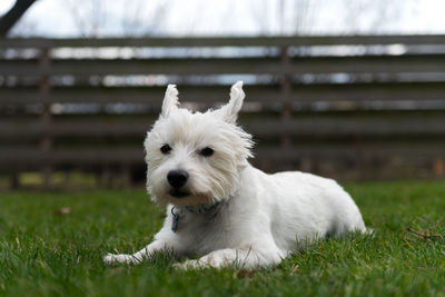 Portrait of puppy lying on grass