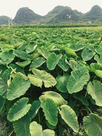 Scenic view of green field