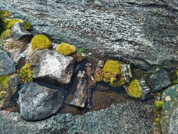 Close-up of moss growing on rock