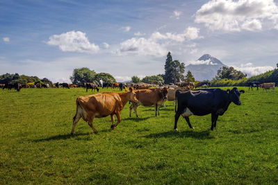 Cattle standing on grass against sky