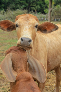 Portrait of cow on field