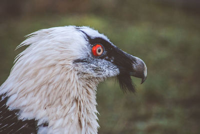 Close-up of a bird