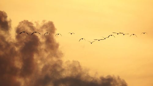 Low angle view of birds flying in sky