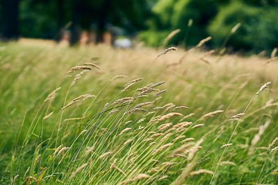 Crops growing on field