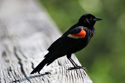 Close-up of bird perching on wood