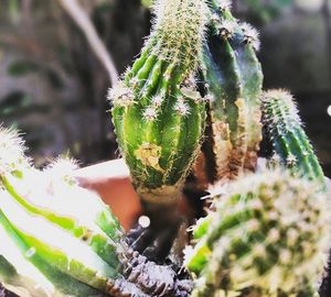 Close-up of cactus