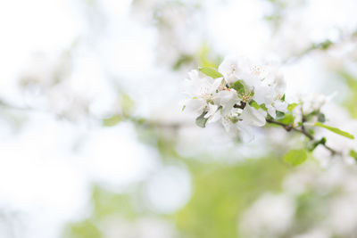 Close-up of white cherry blossom tree