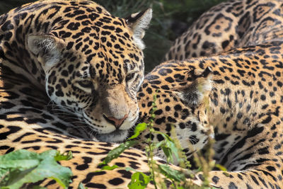 Close-up of leopard