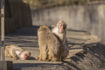 Monkey sitting on a wood