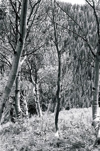 Bare trees in forest