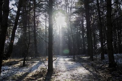 Sunlight streaming through trees in forest