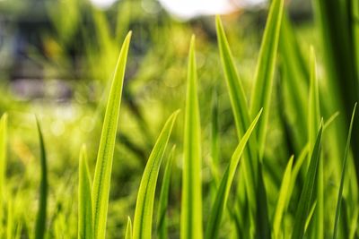 Close-up of plants growing on field