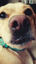 Close-up portrait of dog