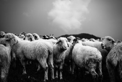 Sheep standing on field against sky