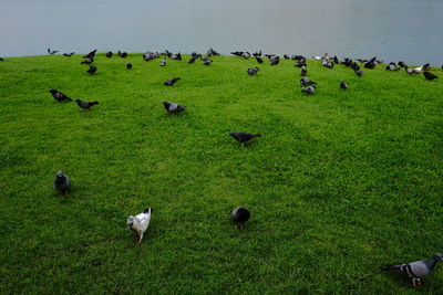 Flock of birds on grassy field