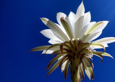 Low angle view of flower against blue sky