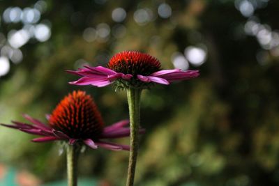 Close-up of pink flower