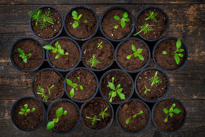 Recently transplanted young flower seedlings. cutting flower seedlings gardening background.