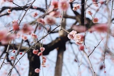 Close-up of cherry blossoms