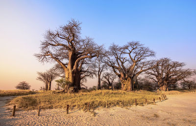 Trees on field against clear blue sky