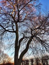 Low angle view of tree against sky