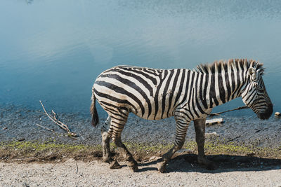 Zebra standing on field