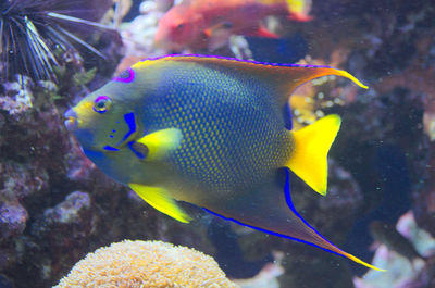 Close-up of fish swimming in aquarium