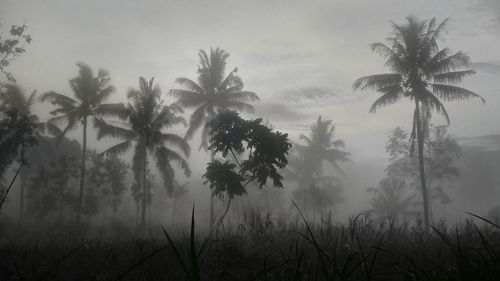 Palm trees on field against sky