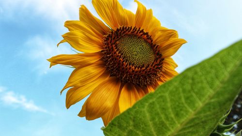 Close-up of sunflower against sky