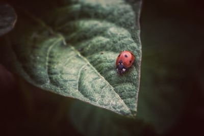 Close-up of ladybug on leaf