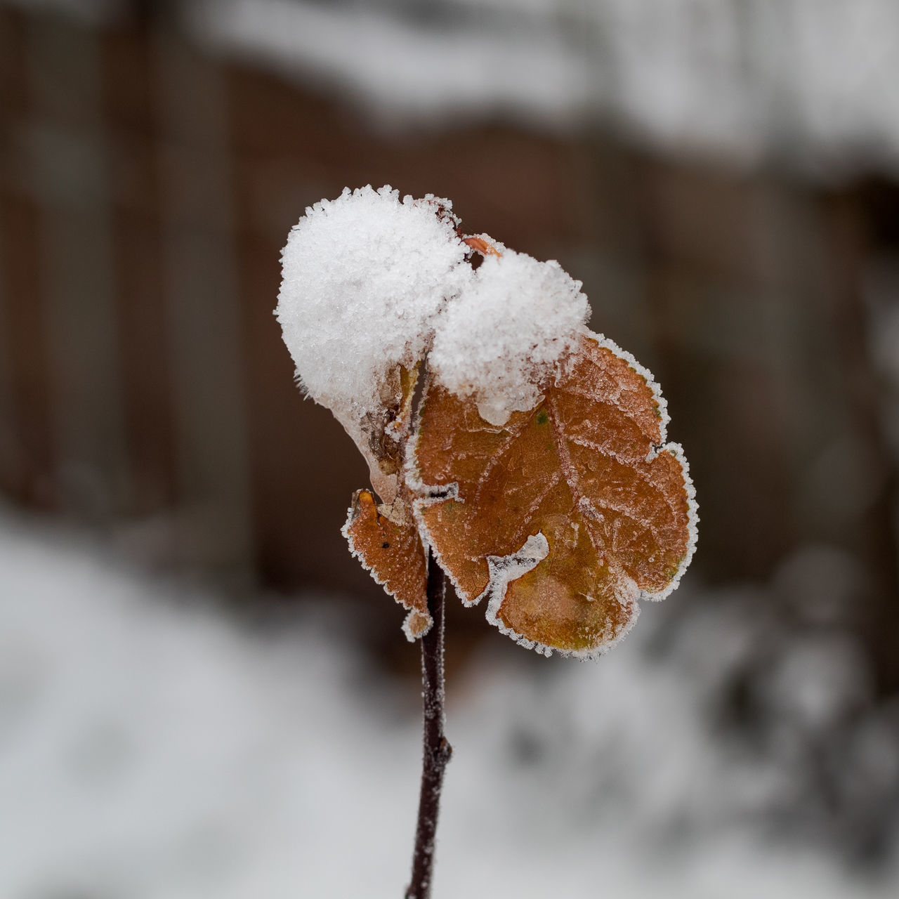 CLOSE-UP OF FROST ON PLANT