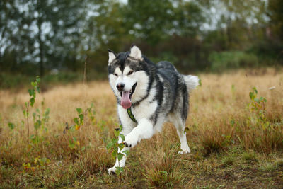 View of a dog running on field