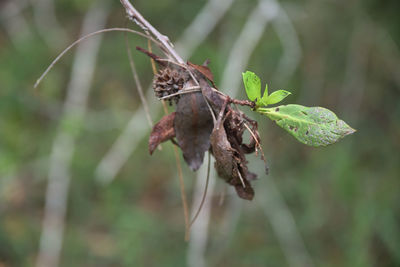 Close-up of butterfly on leaf