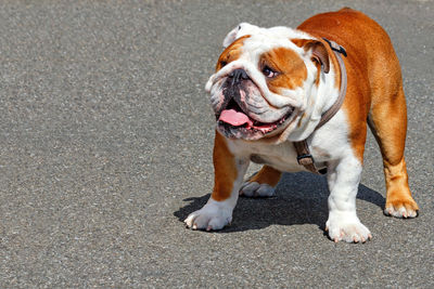 A large english bulldog looks up and stands against a background of gray asphalt sidewalk.