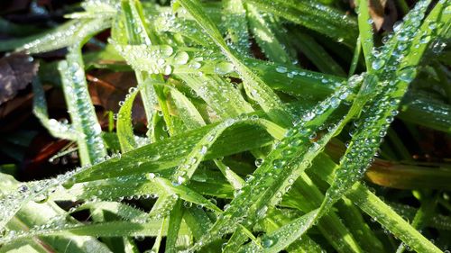 Close-up of wet plant leaves during rainy season