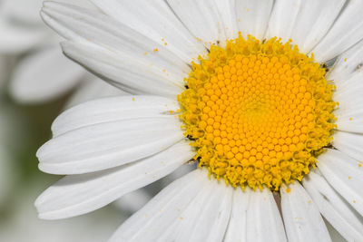 Close-up of white flower