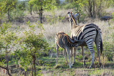 Zebra cub being nursed in the african field at kruger national park in south africa 