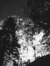 Low angle view of trees against sky