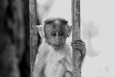 Portrait of monkey looking at camera