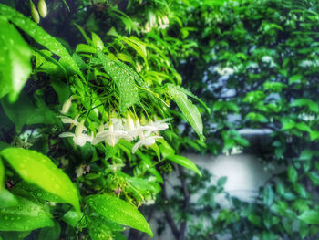 Close-up of green flowering plant