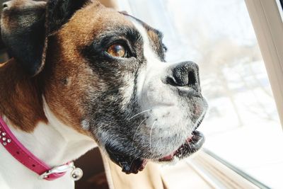 Close-up portrait of dog