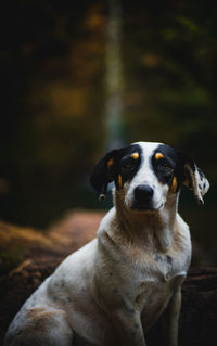 Portrait of dog sitting outdoors