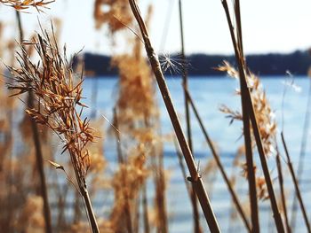 Close-up of wilted plant on field against sky