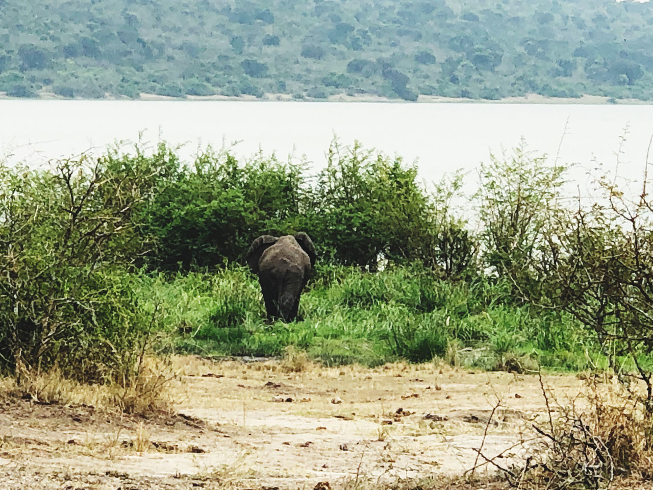 VIEW OF ANIMAL ON FIELD