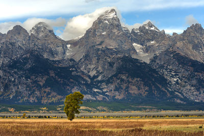 Scenic view of trees on field against mountains