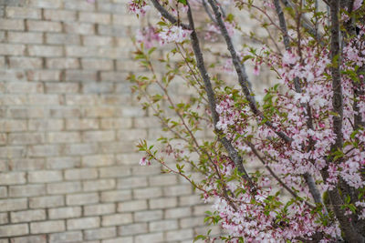 Close-up of cherry blossom against wall