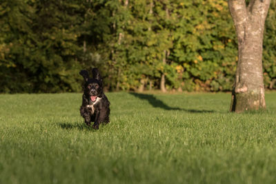 Portrait of black dog running on field