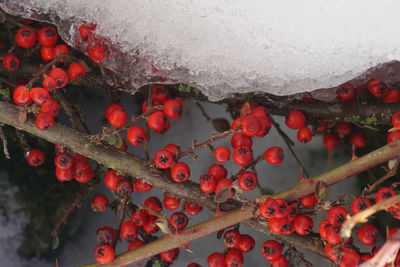 Close-up of red berries on snow