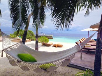 Palm trees on beach