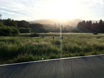 Sun shining through grassy field